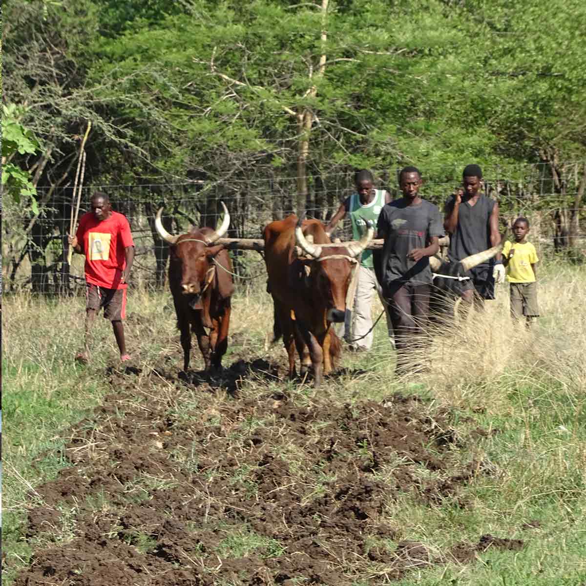Farming sustainability Zambia