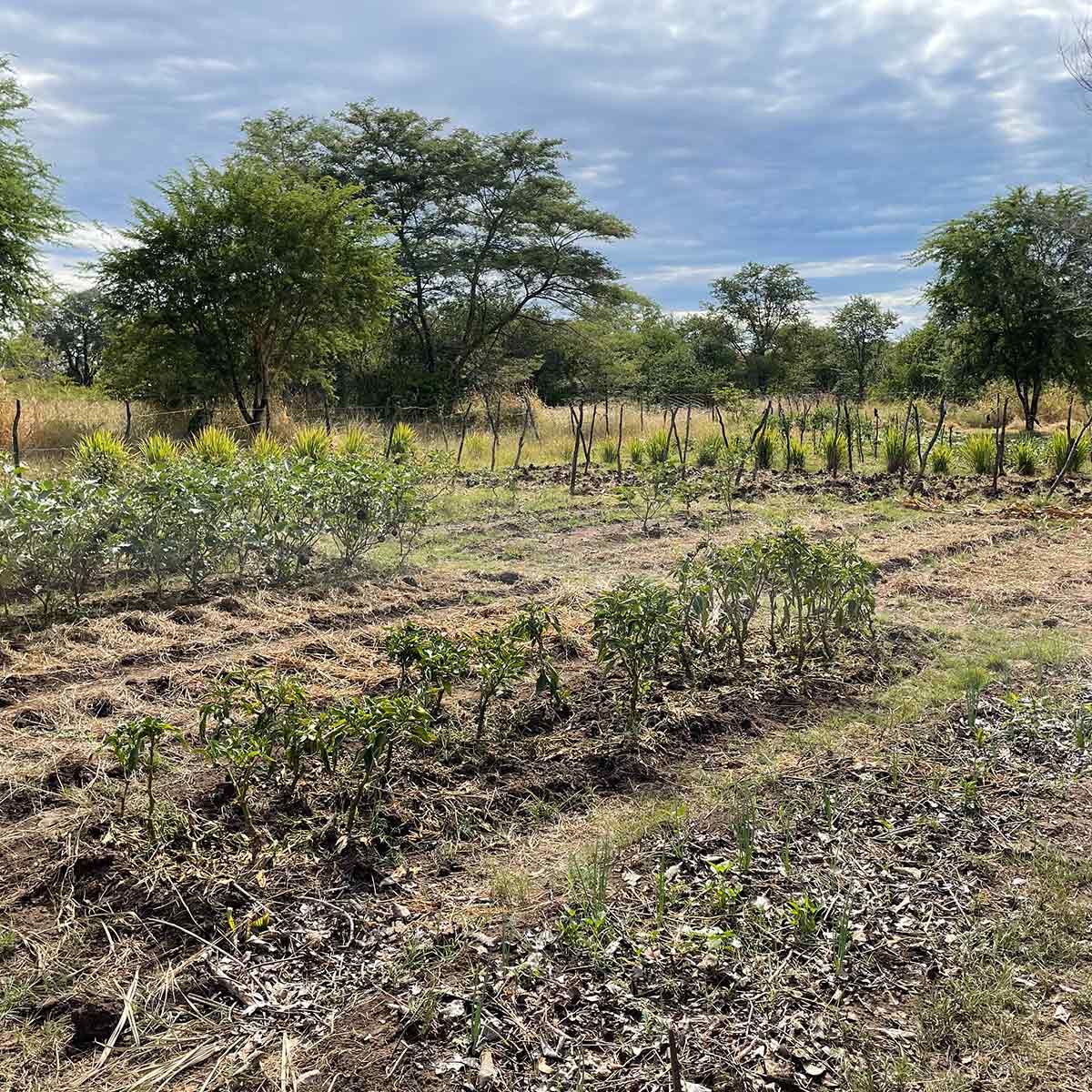 Farming sustainability Zambia