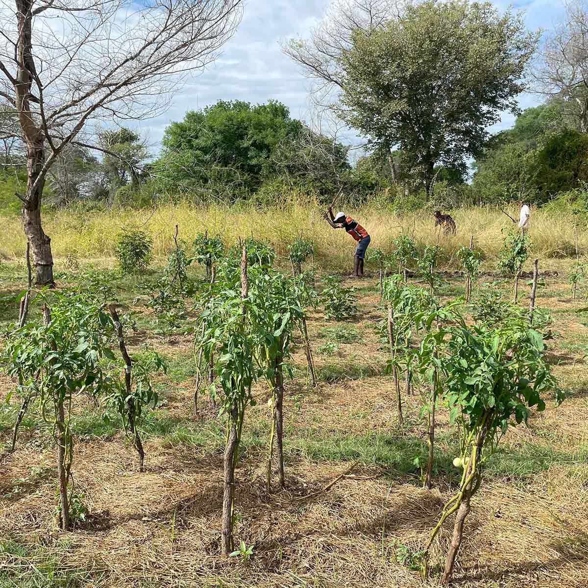 Permaculture training at Roots in the River